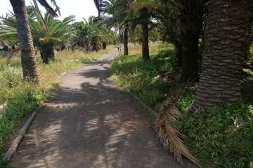 Abandono del Parque de las Mil Palmeras del Valle de Jinámar/TA.
